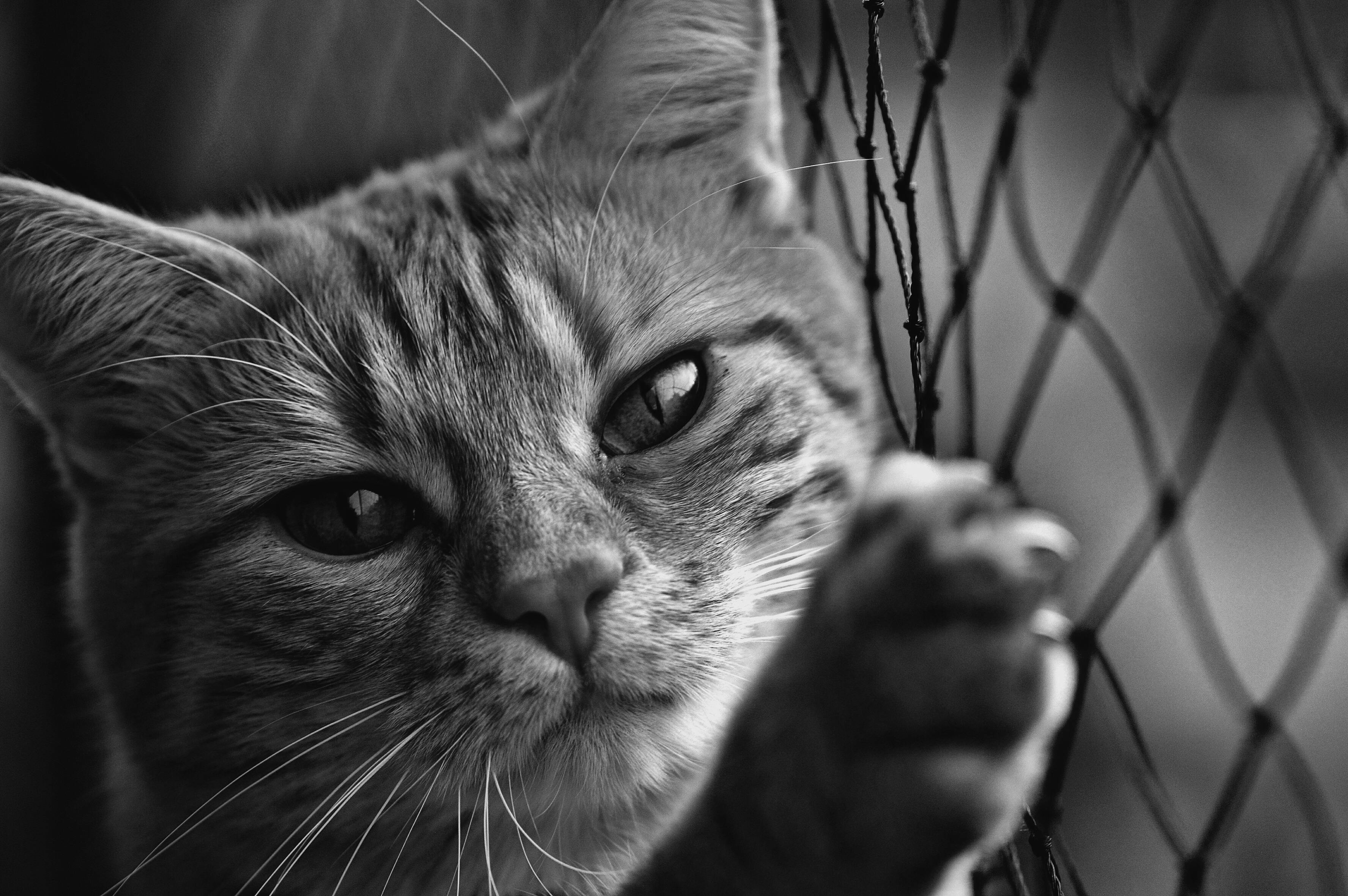 Installation d’un filet de protection pour chat